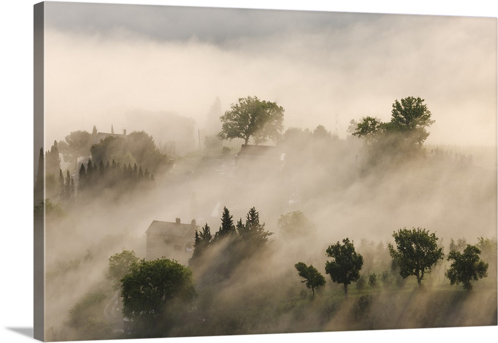 Italy, Tuscany. Morning fog drifting over vineyards with sun breaking through.