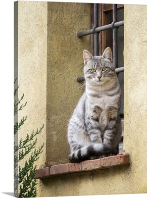 Italy, Tuscany, Pienza, Cat Sitting On A Window Ledge Along The Streets