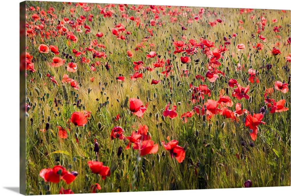 Europe,Italy,Tuscany,Poppies in Spring Wheat Field