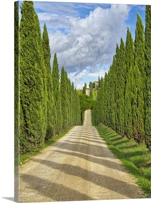 Italy, Tuscany, Road Lined With Italian Cypress Leading To A Villa