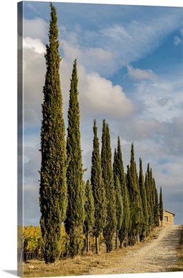 Italy, Tuscany, Row Of Pine Trees