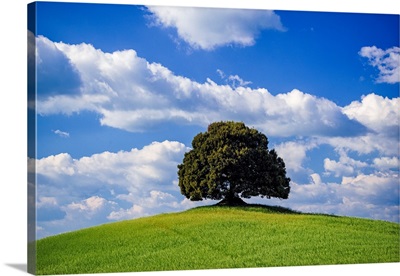 Italy, Tuscany, Val d'Orcia, Tree On Hilltop