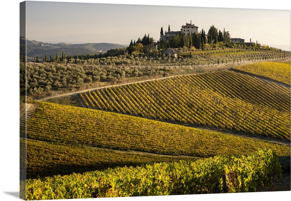 Italy, Tuscany. Vineyard in autumn.