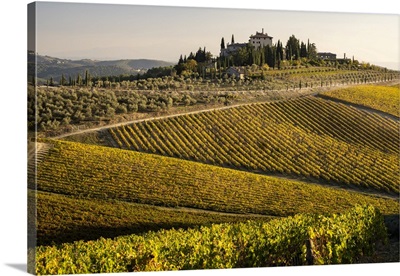 Italy, Tuscany, Vineyard In Autumn