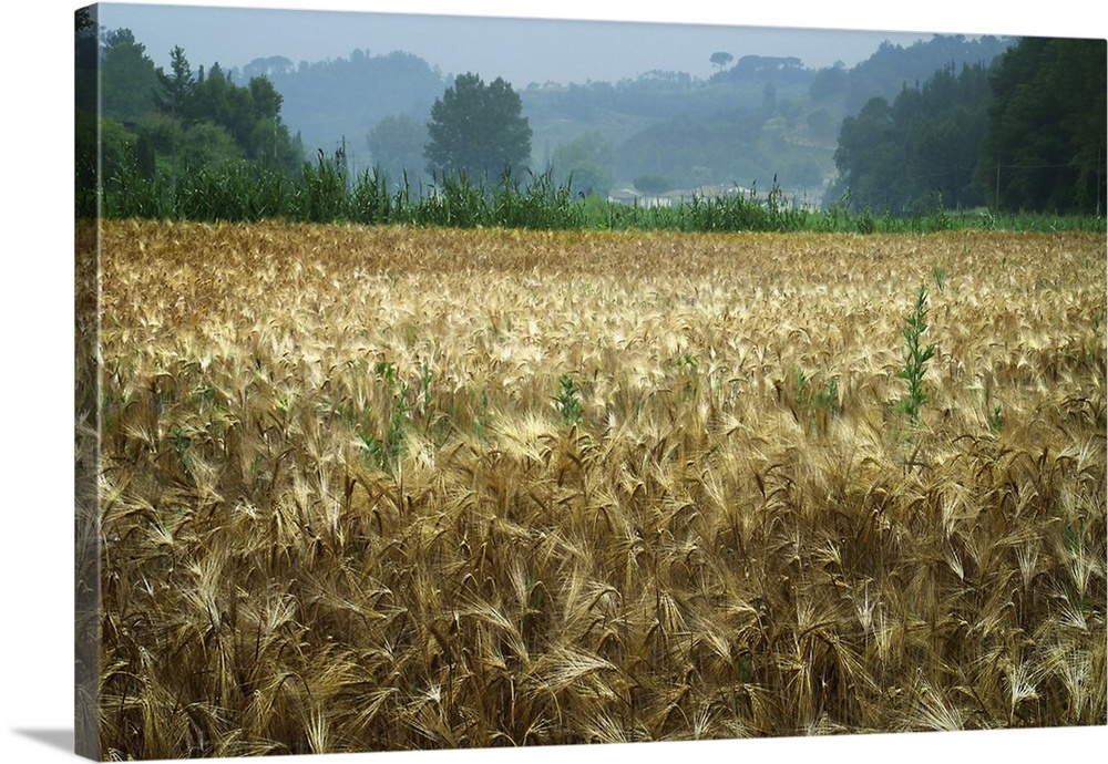 Italy, Tuscany, Wheatfield.