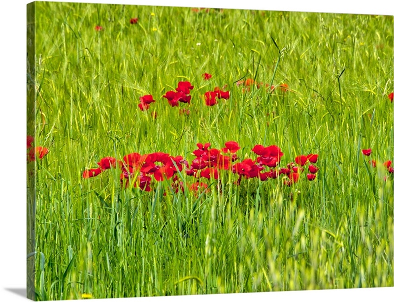 Italy, Umbria, Assisi, Spring Poppies In Wheat Field | Great Big Canvas