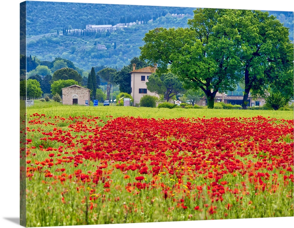 Italy, Umbria, Assisi. View of Assisi across the poppy covered field.