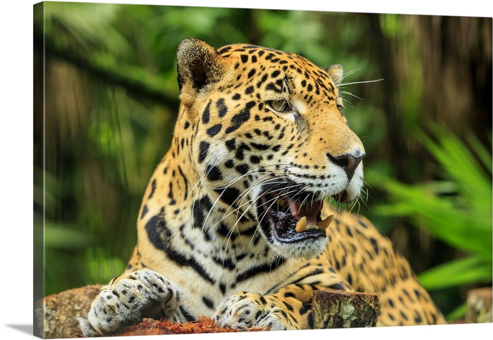 Jaguar, Belize City, Belize, Central America.