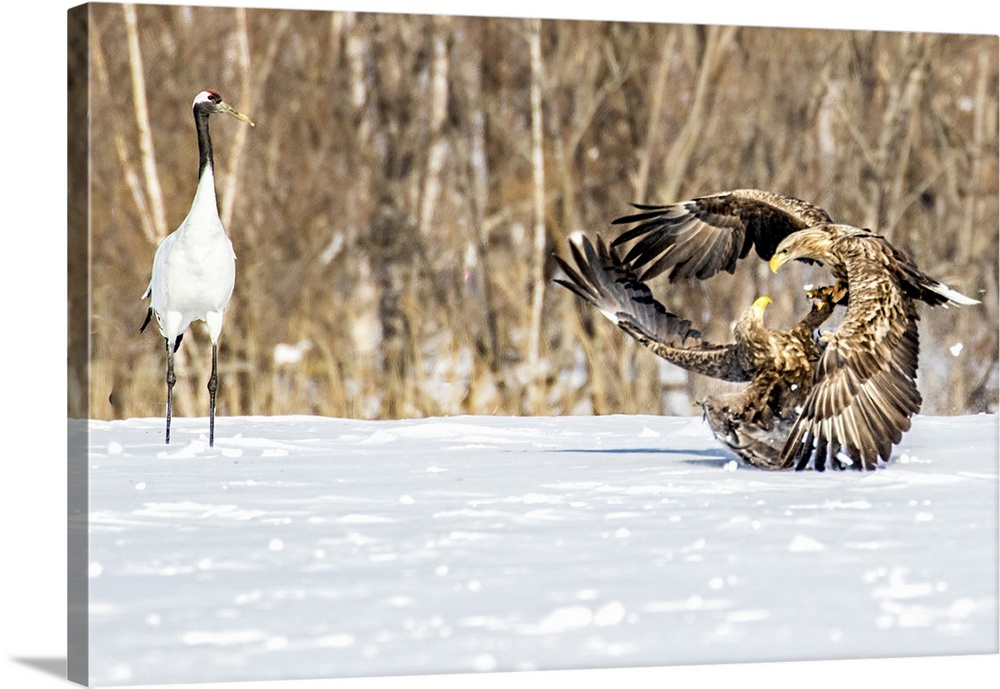 Japan, Hokkaido, Fighting Eagles