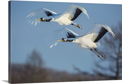 Japanese Cranes Flying In Japan