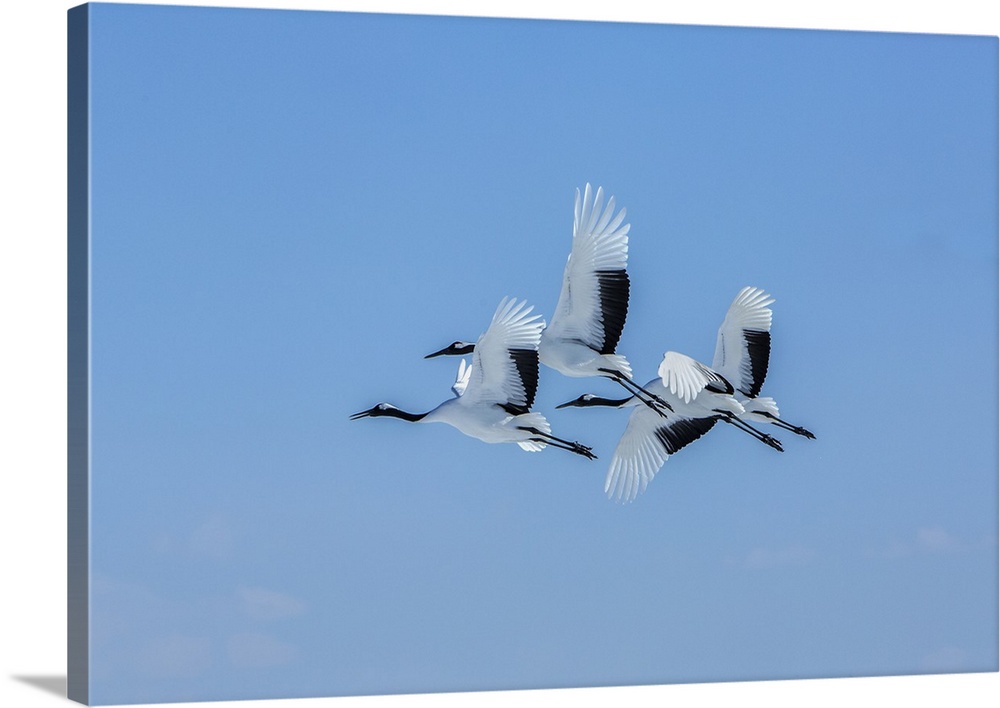 Japan, Hokkaido. Japanese cranes flying.