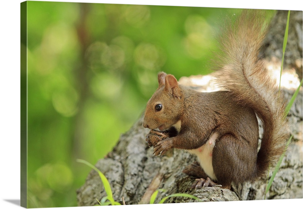 Japanese Hokkaido Squirrel on Mt Maruyama, Hokkaido, Japan.