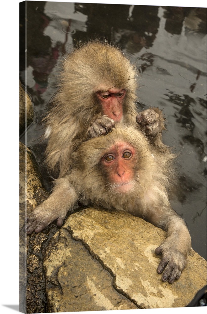 Japan, Yamanouchi, Jigokudani Monkey Park. Japanese macaques grooming.