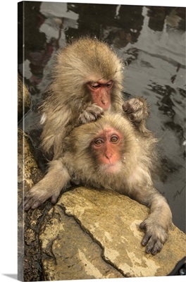 Japanese Macaques Grooming In Jigokudani Monkey Park, Japan