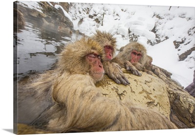 Japanese Macaques In Thermal Pool In Jigokudani Monkey Park, Japan
