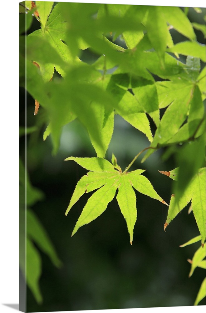 Bright green Japanese Maple trees in their Spring foliage at the Ryouan-Ji Temple, Kyoto, Japan.