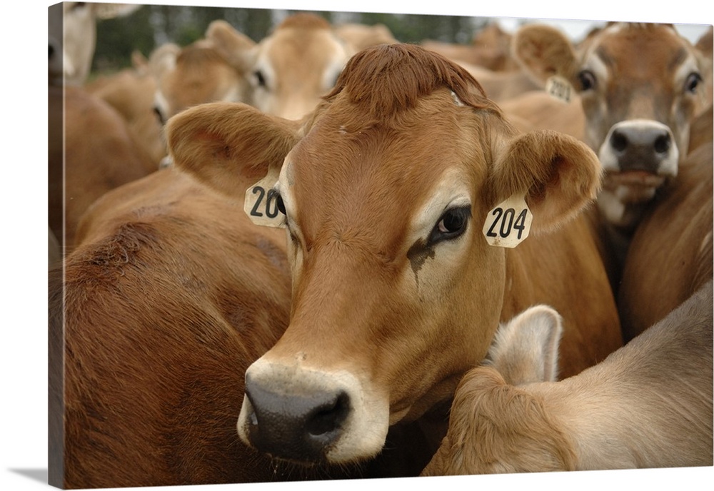 Jersey Dairy Cows, Dumms Dairy Farm, Rib Lake, Wisconsin.