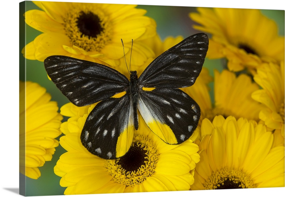 Jezebels Butterfly, Delias species in the Pieridae family.