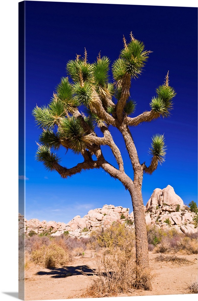 Joshua tree and boulders, Joshua Tree National Park, California USA.