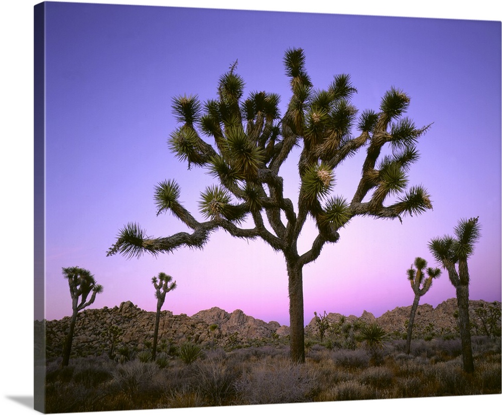 Joshua tree at dusk. Mojave Desert, Joshua Tree National Park, CA