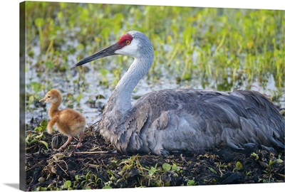 Just hatched, Sandhill Crane on nest with first colt, Florida