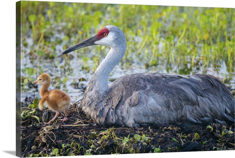 Sandhill Crane (Grus Canadensis) Illustration Wall Art, Canvas