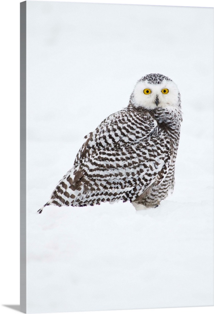North America, USA, Alaska, 1002 Coastal Plain of the Arctic National Wildlife Refuge. Juvenile snowy owl, (Nycttea scandi...