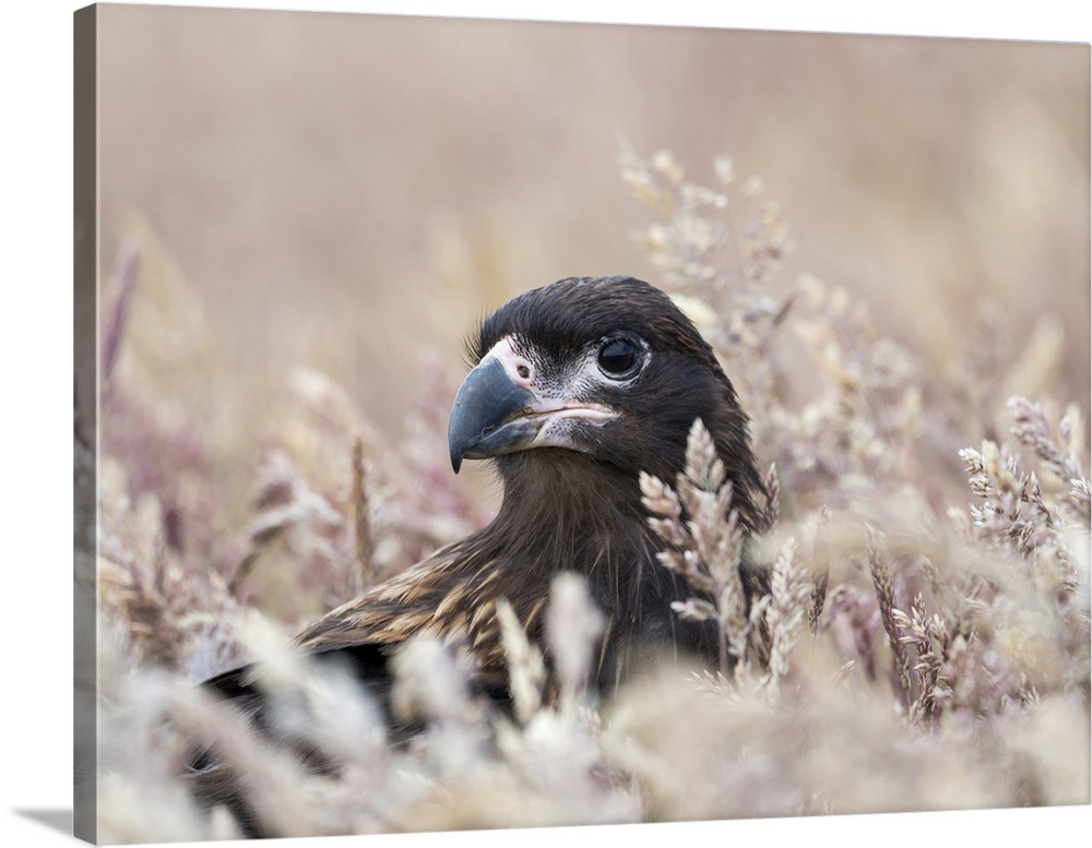Juvenile striated caracara, protected, endemic to the Falkland Islands.