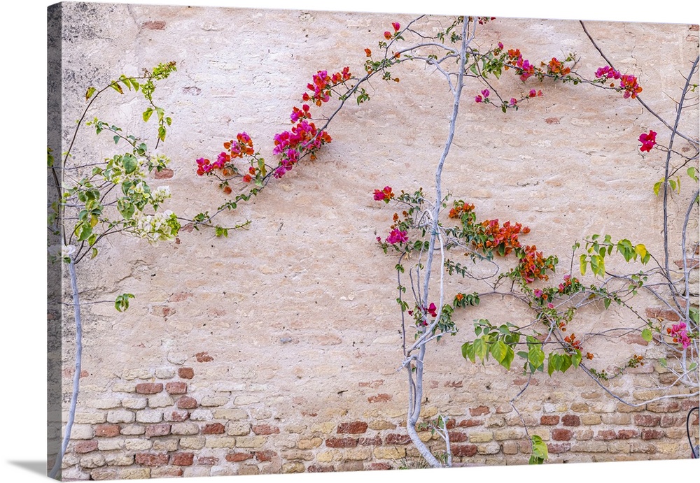 Kairouan, Tunisia. Flowers against a wall in the city of Kairouan.