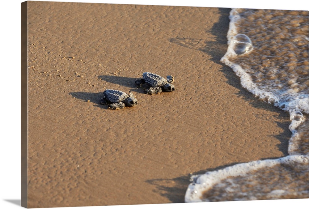 Kemp's ridley sea turtle (Lepidochelys kempii), baby turtles walking towards surf, South Padre Island, South Texas, USA