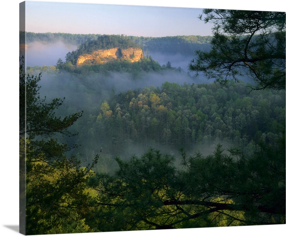 KENTUCKY. USA. Fog at sunrise, Red River Gorge. Daniel Boone National Forest.
