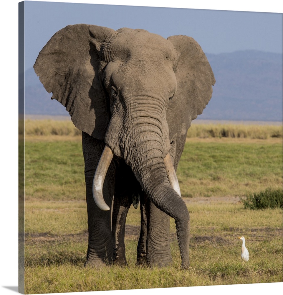 Africa, Kenya, Amboseli National Park, elephant (Loxodanta africana).