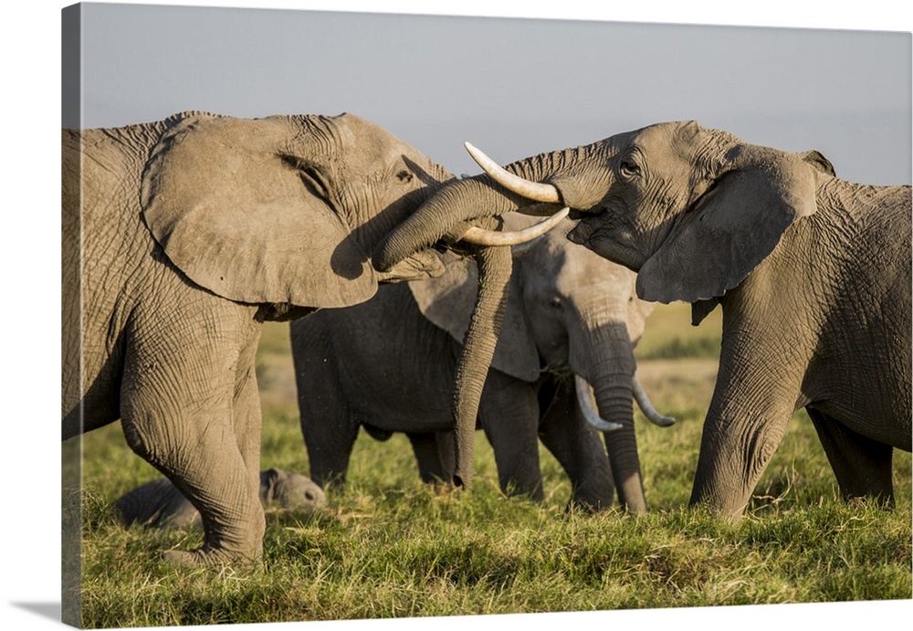 East Africa, Kenya, Amboseli National Park, elephant (Loxodanta africana).