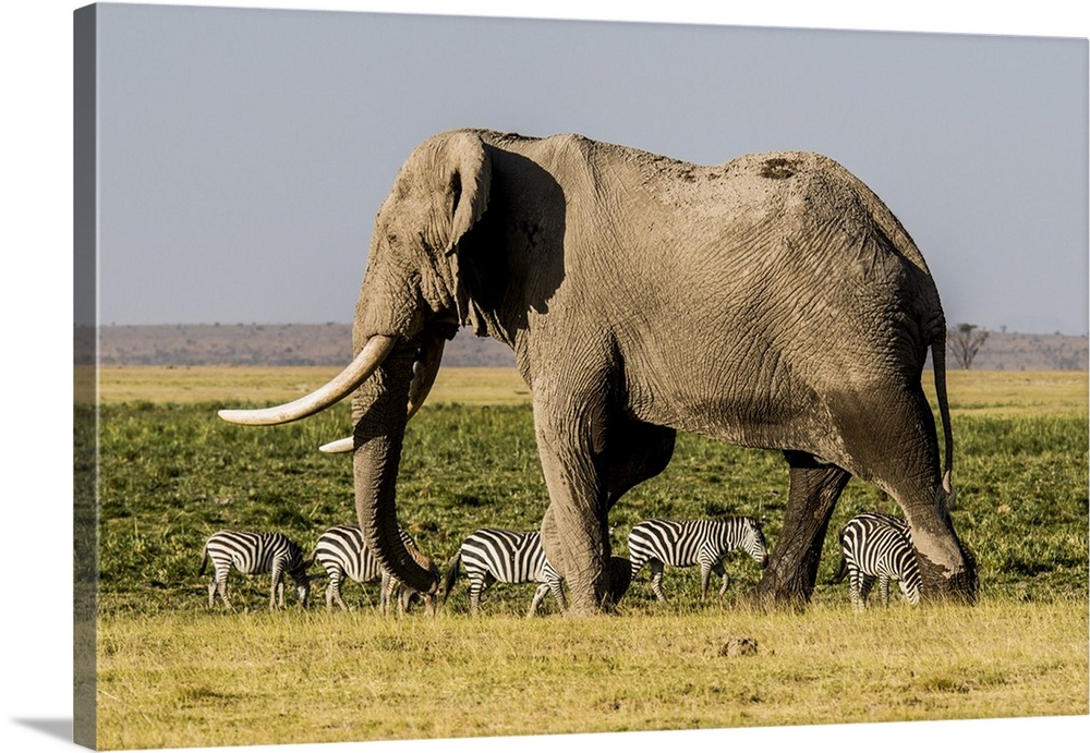 East Africa, Kenya, Amboseli National Park, elephant (Loxodanta africana).