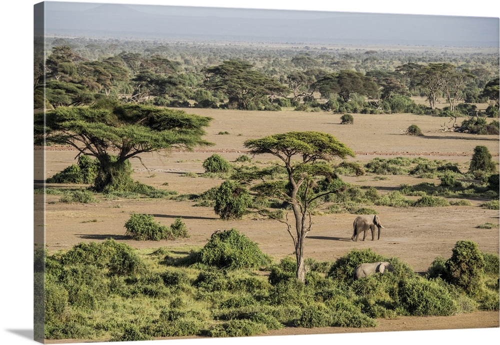 Africa, Kenya, Amboseli National Park, elephant.