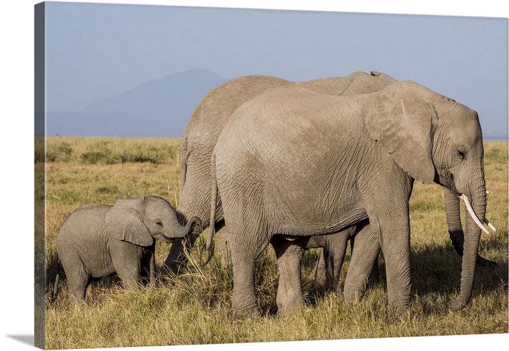 Africa, Kenya, Amboseli National Park, elephant.