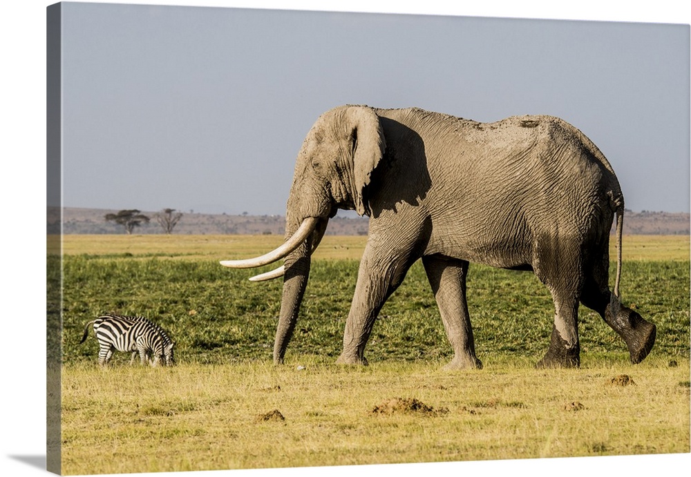 Africa, Kenya, Amboseli National Park, elephant.