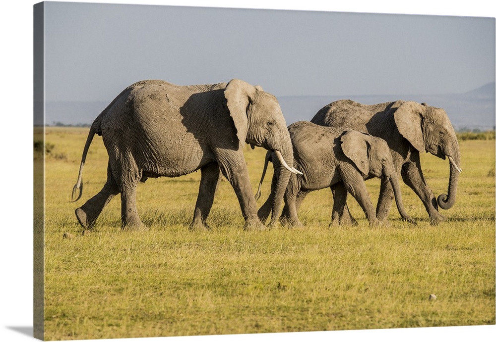 Africa, Kenya, Amboseli National Park, elephant.