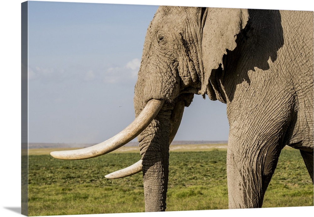 East Africa, Kenya, Amboseli National Park, elephant (Loxodanta africana).