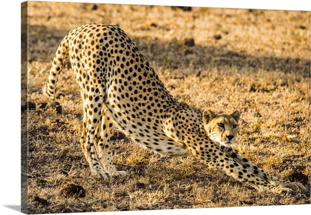 Africa, Kenya, Amboseli National Park, female cheetah.