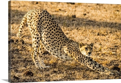 Kenya, Amboseli National Park, female cheetah