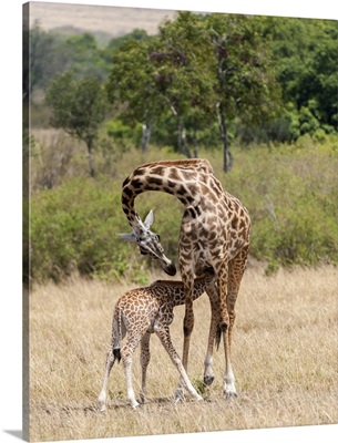 Kenya, Giraffe, mother, baby feeding