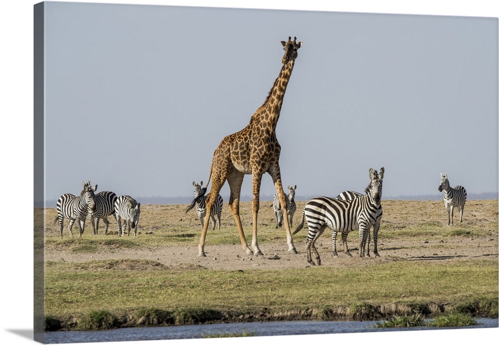 Kenya, outside Amboseli National Park, Maasai giraffe with Burchell's zebra at water hole.
