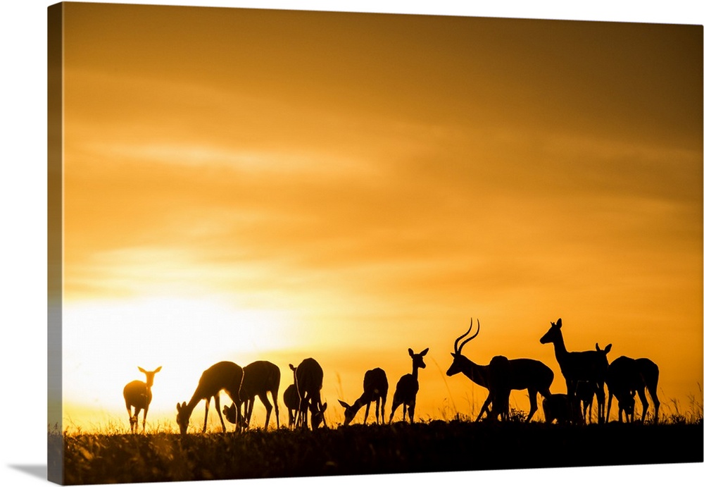 Africa, Kenya, Maasai Mara National Reserve, Mara Triangle, Mara River Basin, impala herd at sunset.