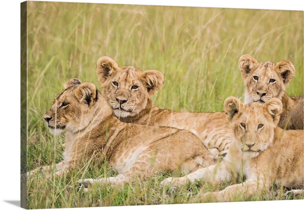 Kenya, Maasai Mara National Reserve, Mara Conservancy, Mara Triangle, lioness with cubs.