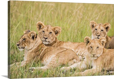 Kenya, Maasai Mara National Reserve, Mara Conservancy, Mara Triangle, lioness with cubs