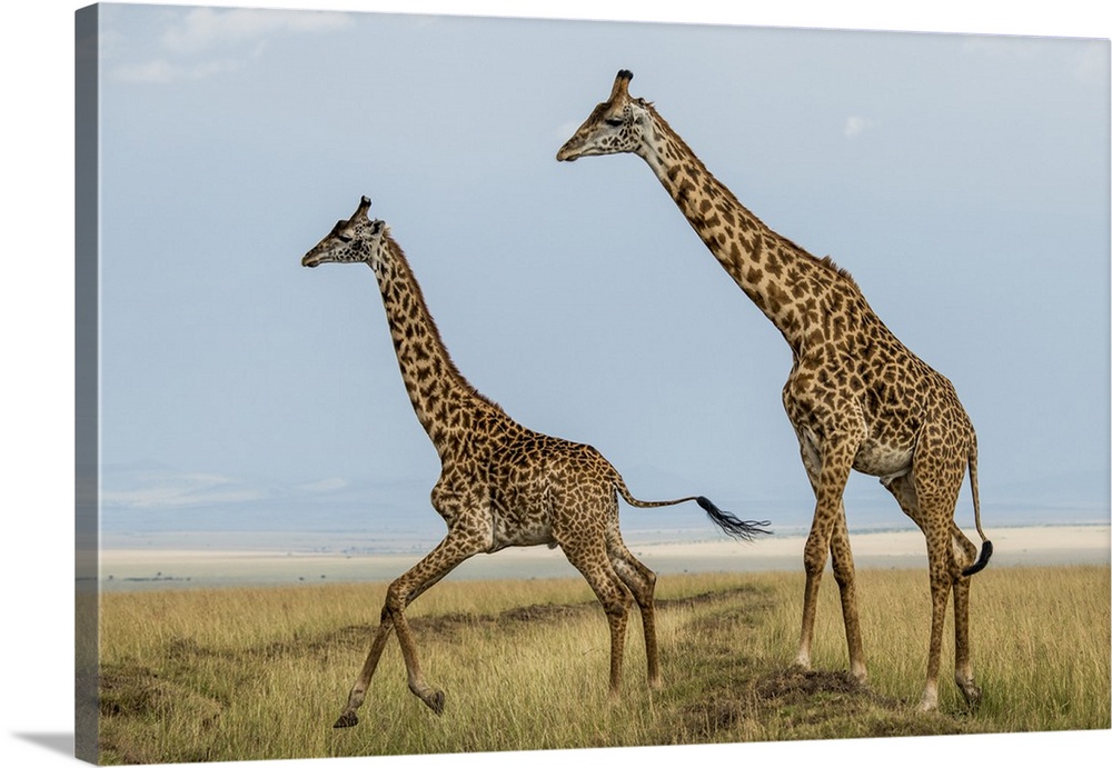 Kenya, Maasai Mara National Reserve, Mara Conservancy, Mara Triangle, Maasai Giraffe.