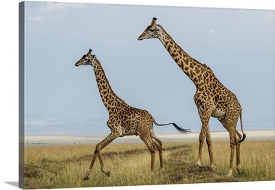 Kenya, Maasai Mara National Reserve, Mara Conservancy, Mara Triangle, Maasai Giraffe