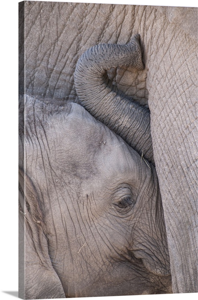 Africa, Kenya, Masai Mara Game Reserve. Baby elephant nursing its mother.