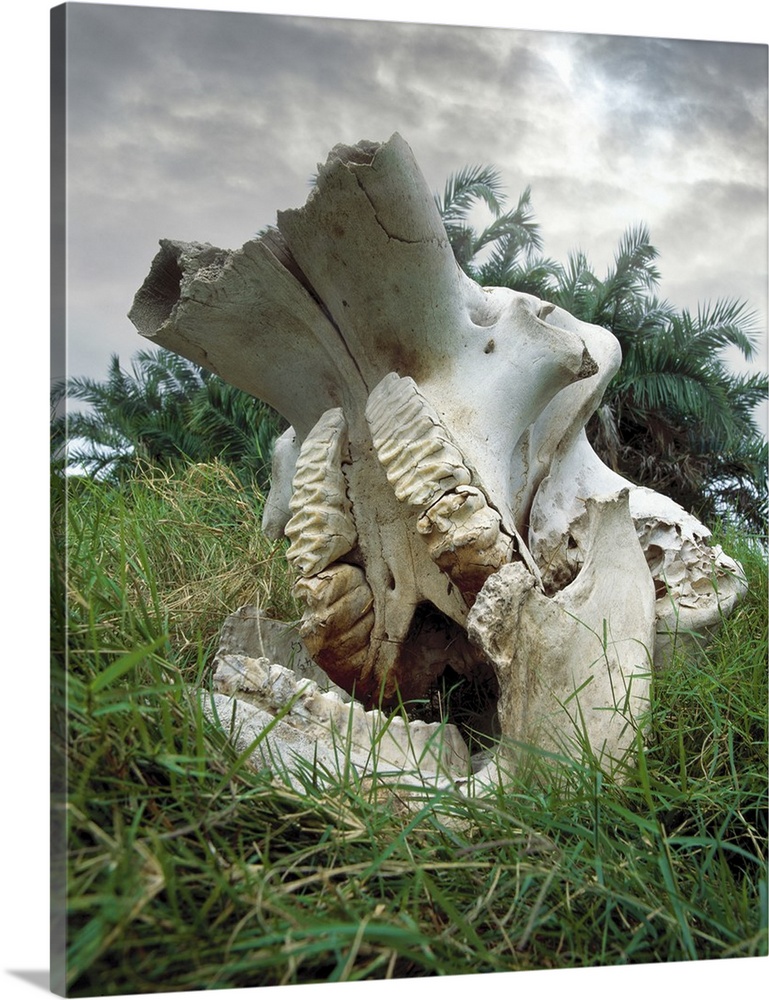 Africa, Kenya, Masai Mara Game Reserve. Elephant skull.
